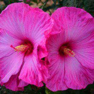 Staudenhibiskus Little Prince 11cm Topf