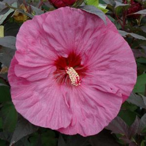 Staudenhibiskus Berry Awesome 2 Liter Topf