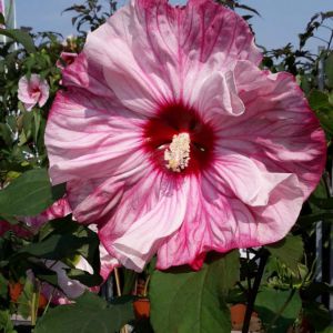 Staude Hibiskus in unserer Gärtnerei in Erfurt erh